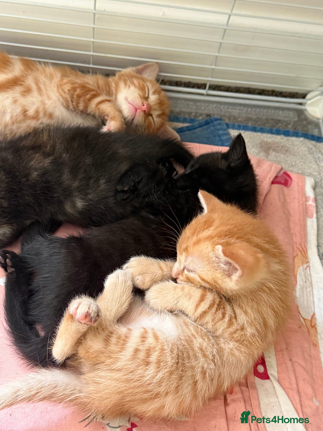 Mixed Breed cats for sale: 2 girl kittens  - Image 3