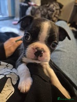 Boston Terrier dogs KC boston terriers puppies. Wildax bloodline - Advert 3