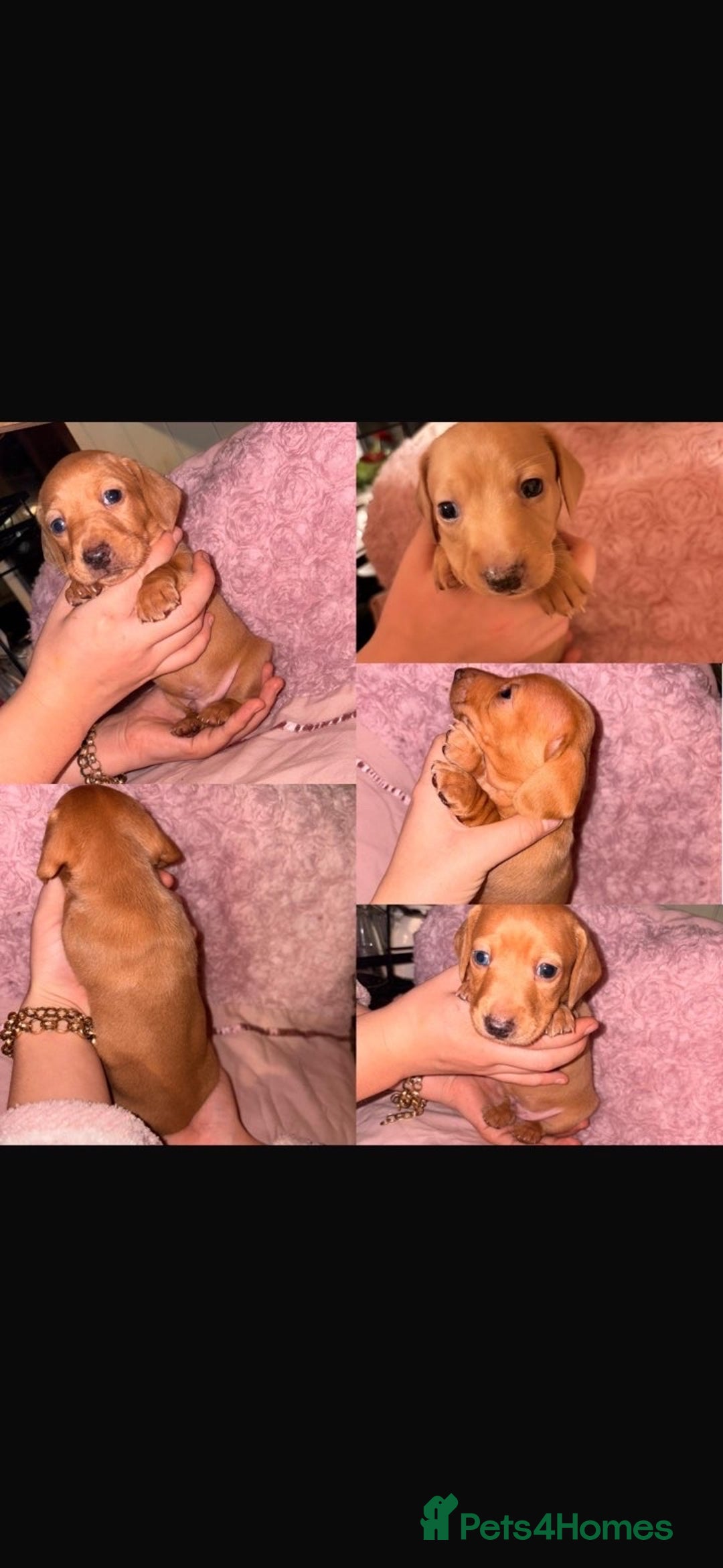 Dachshund dogs for sale: Beautiful Dashaund puppies  - Advert 8