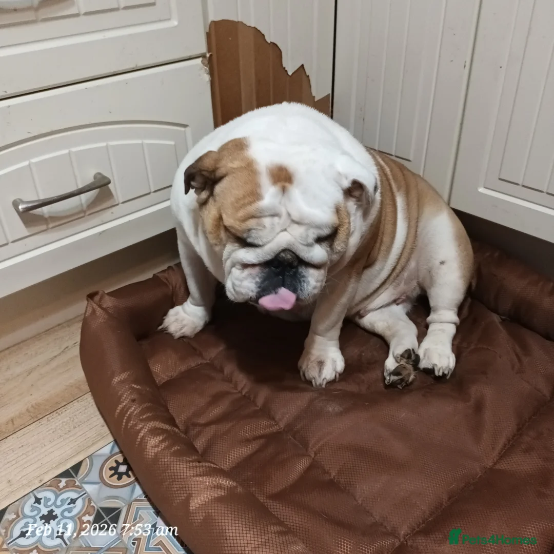 English Bulldog dogs for sale: Bella - Advert 3