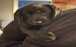 Mixed Breed dogs for sale: Puppies - Image 15