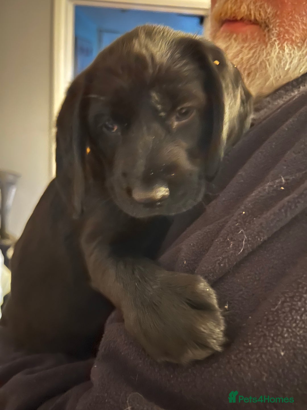 Mixed Breed dogs for sale: Puppies - Image 15