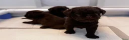 Griffon Bruxellois dogs for sale: Gorgeous Griffon Puppies  - Advert 11