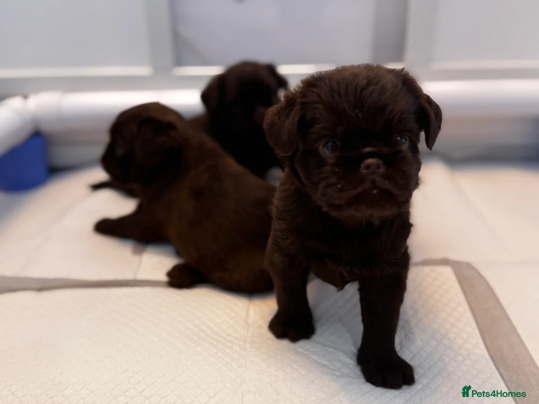 Griffon Bruxellois dogs for sale: Gorgeous Griffon Puppies  - Advert 11