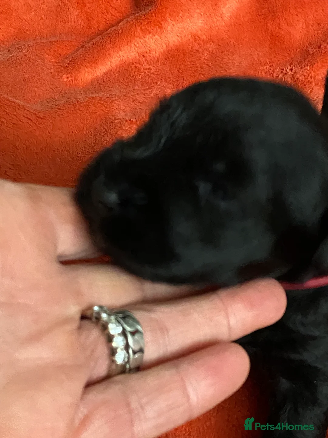 Miniature Schnauzer dogs for sale: 5*KC MINIATURE SCHNAUZER PUPPIES  - Advert 21