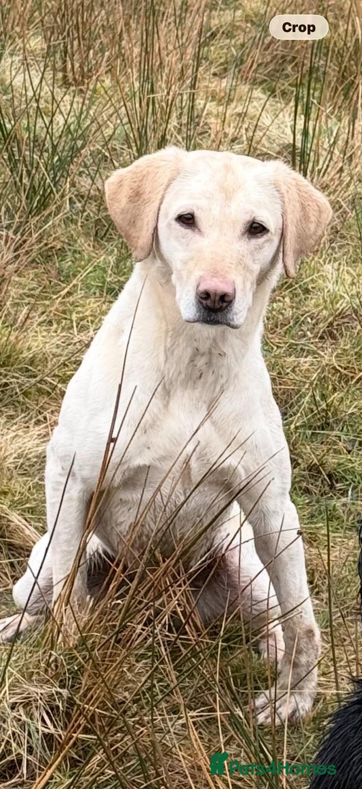 Labrador Retriever dogs Exceptionally Well Bred Yellow Labradors - Advert 2