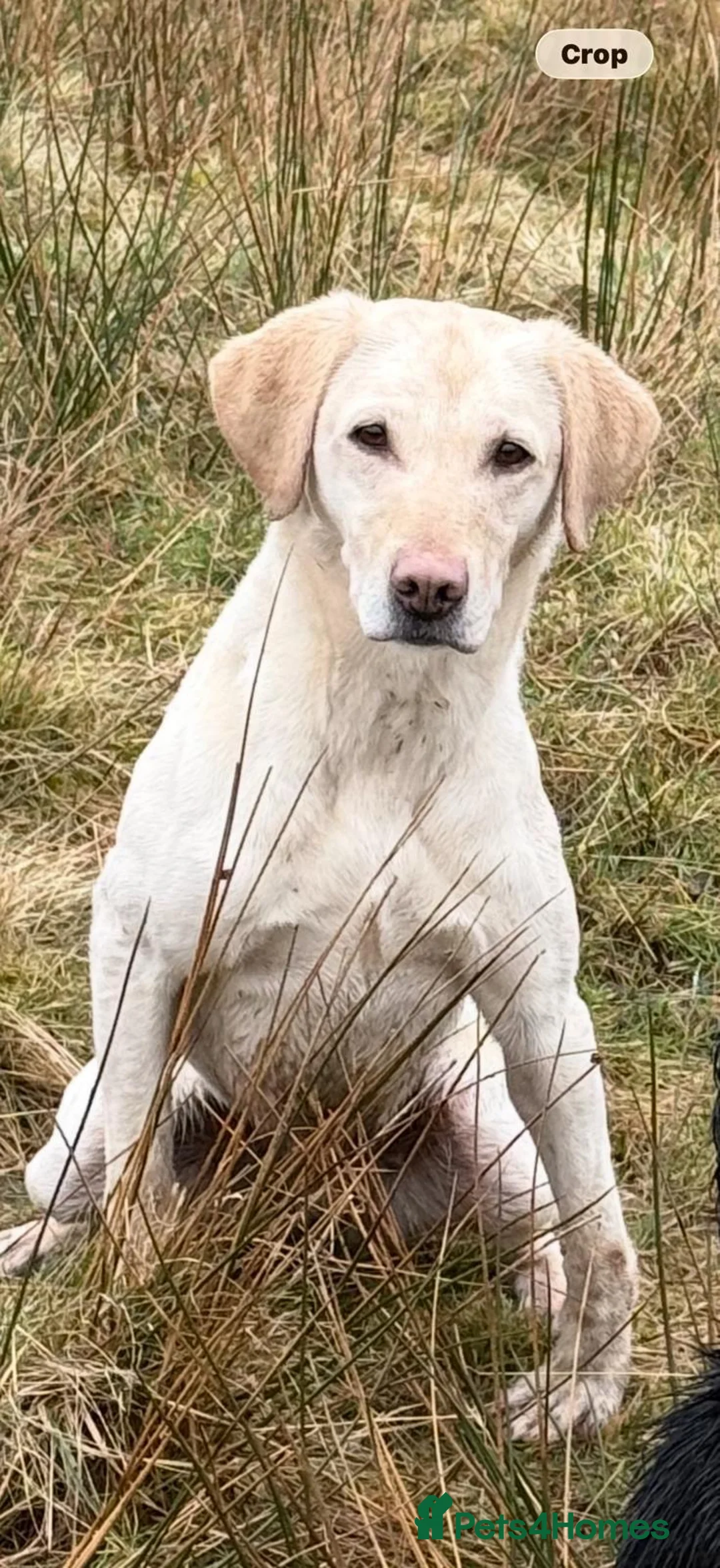 Labrador Retriever dogs for sale: Exceptionally Well Bred Yellow Labradors - Advert 2