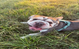 French Bulldog dogs for stud: STUD  - Image 4