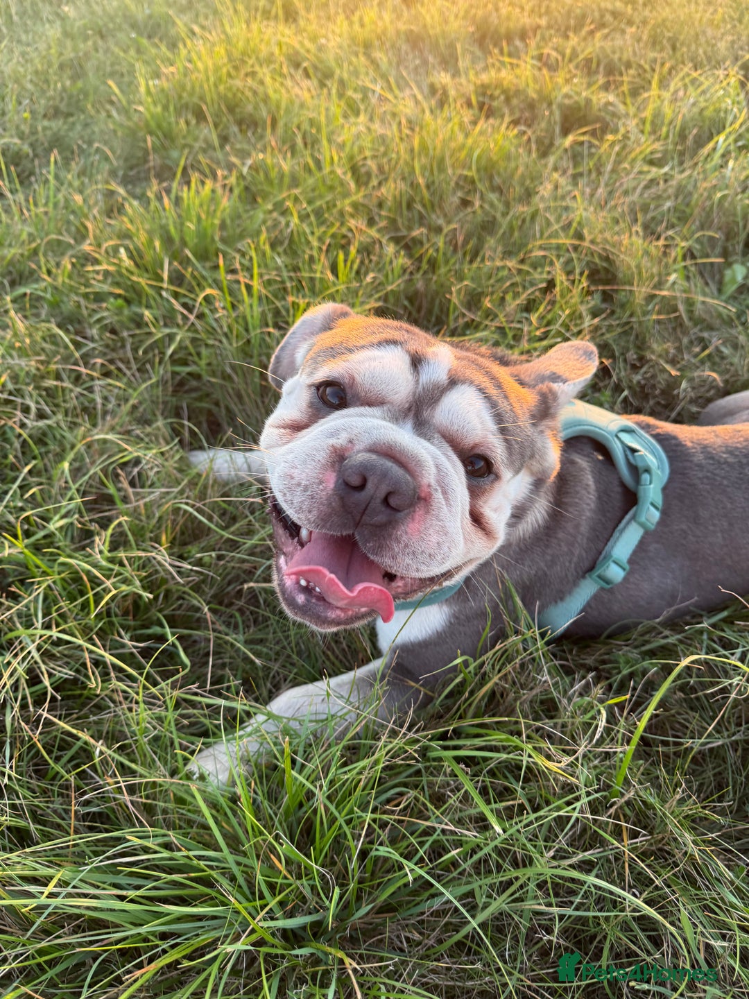 French Bulldog dogs for stud: STUD  - Image 4