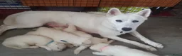 Siberian Husky dogs for sale: White Girl Husky ready to find her forever home - Advert 13