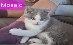 British Shorthair cats for sale: 4 PEDIGREE kittens READY TO GO! 2 LEFT - Image 15