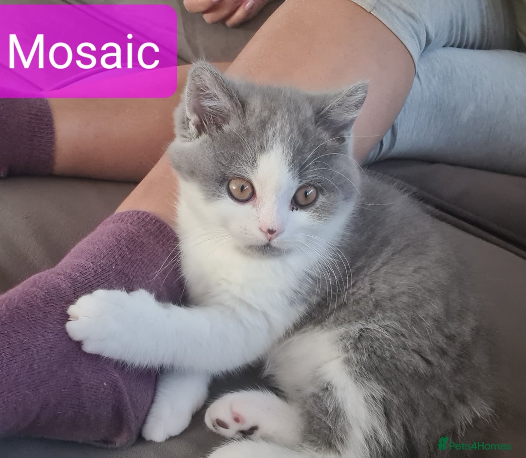 British Shorthair cats for sale: 4 PEDIGREE kittens READY TO GO! 2 LEFT - Image 15