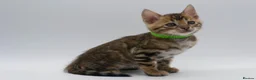 Bengal cats for sale: TICA Registered Brown & Snow Lynx Bengal Kittens - Advert 18
