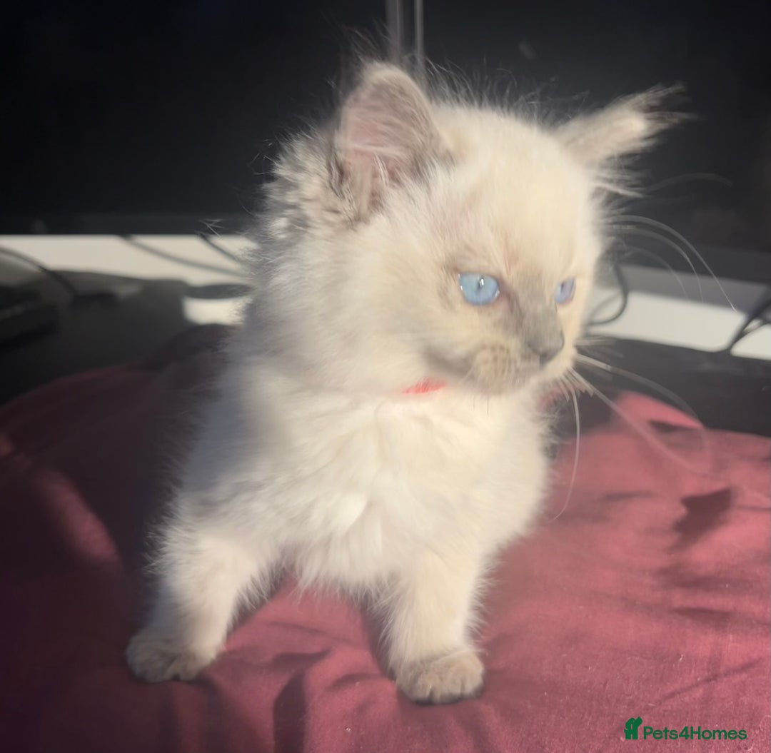 Ragdoll cats for sale: 5 Gorgeous TICA Ragdolls for Sale - Advert 13