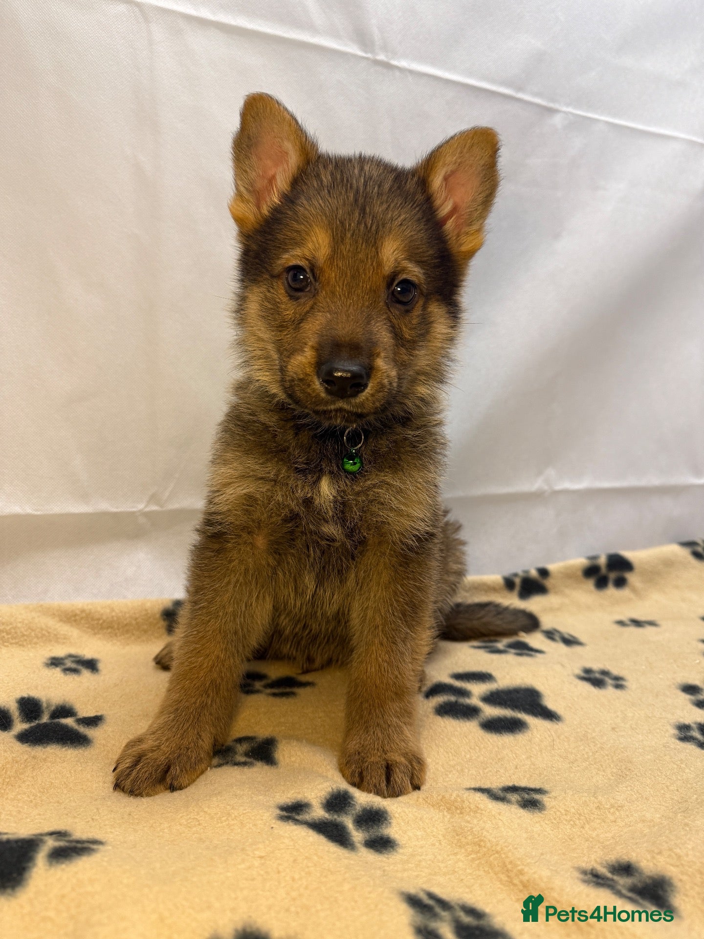 German Shepherd dogs for sale: KC Registered & Health Tested Working Line Puppies - Advert 1