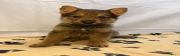German Shepherd dogs for sale: KC Registered & Health Tested Working Line Puppies - Advert 1