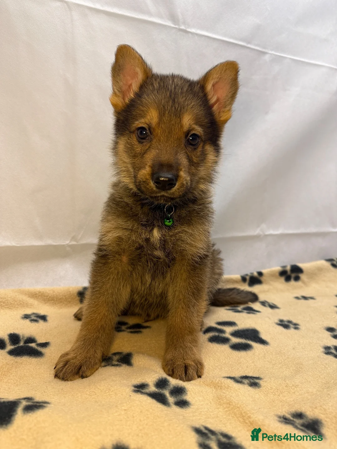 German Shepherd dogs for sale: KC Registered & Health Tested Working Line Puppies - Advert 1