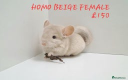 Chinchilla rodents for sale: STUNNING BABIES CHINCHILLA MIX COLOURS AND GENDER  - Image 10