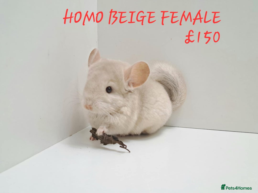 Chinchilla rodents for sale: STUNNING BABIES CHINCHILLA MIX COLOURS AND GENDER  - Image 10