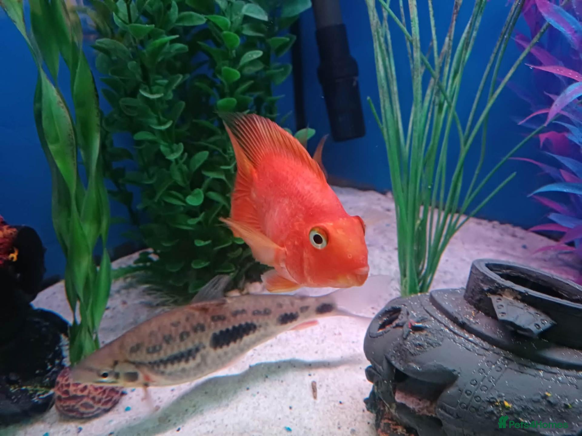 Other/Mixed Breed fish tropical fish - Advert 6