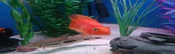 Other/Mixed Breed fish for sale: tropical fish in Lowestoft - Advert 1