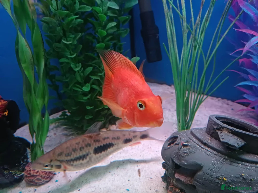Other/Mixed Breed fish for sale: tropical fish in Lowestoft - Advert 1