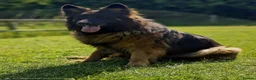German Shepherd dogs for sale: Stunning KC reg long coat German shepherd puppies  - Advert 13