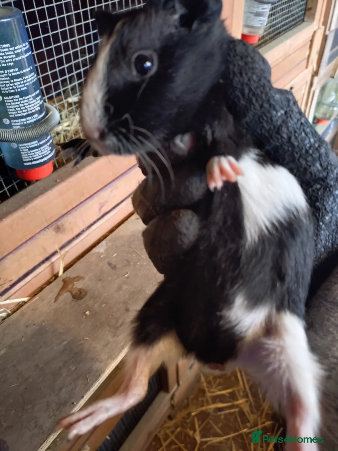 Guinea Pig rodents for sale: Baby male guinea pigs  - Advert 6