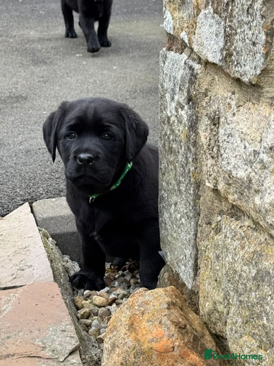 Labrador Retriever dogs for sale: Chunky KC Registered Black labrador puppies - Advert 3