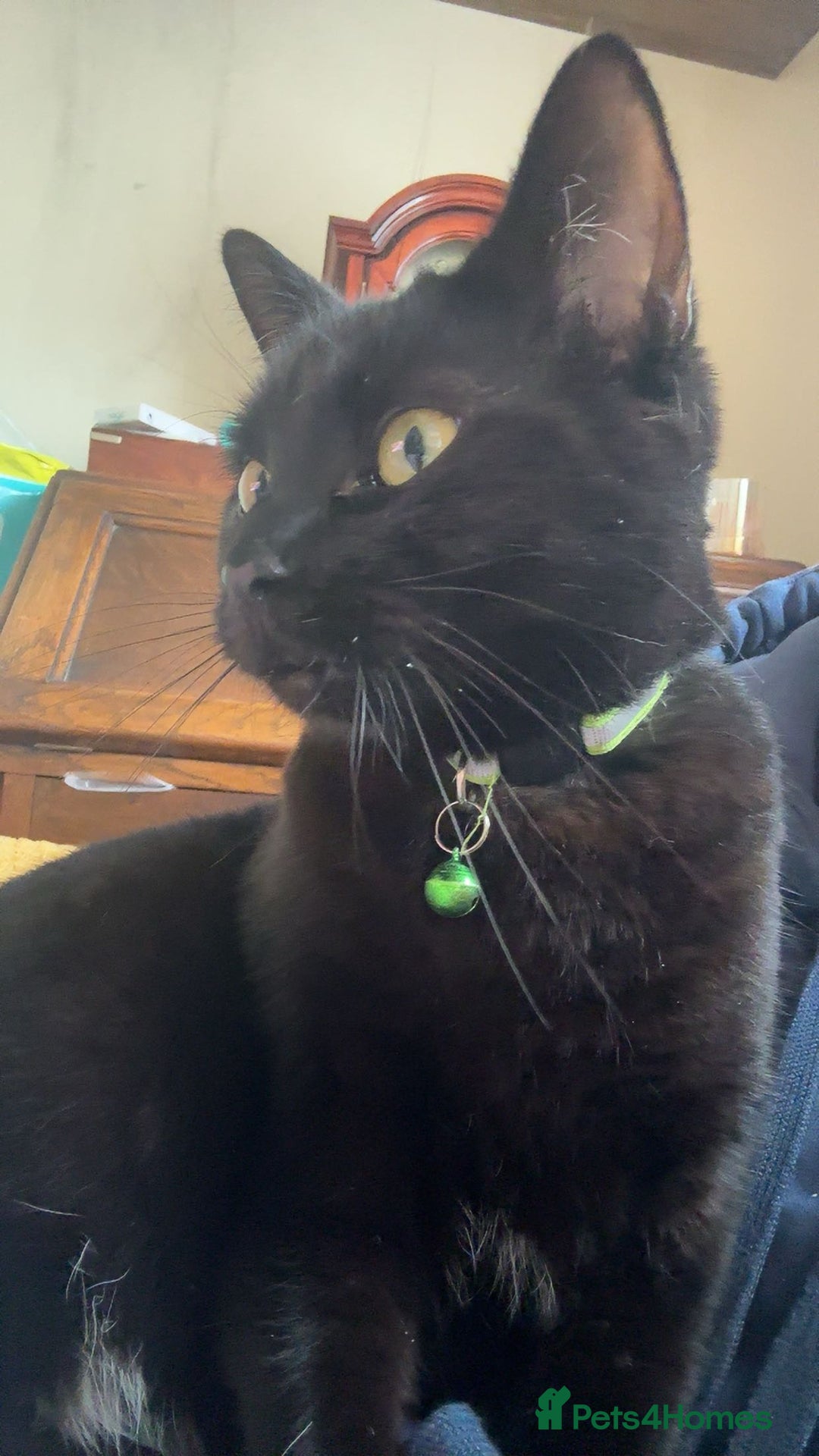 Mixed Breed cats for sale: binx - in need a forever home - Advert 8