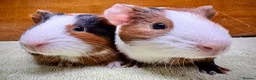Guinea Pig rodents for sale: Adorable pair of boy guinea pigs  - Advert 2