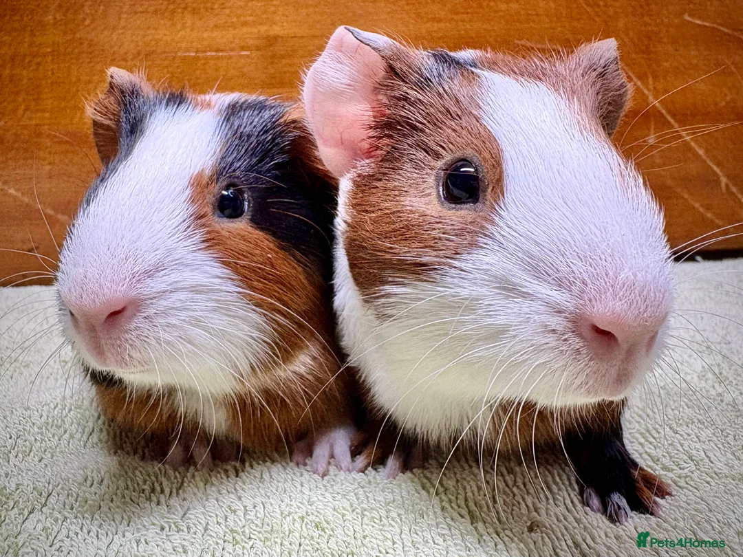 Guinea Pig rodents for sale: Adorable pair of boy guinea pigs  - Advert 2