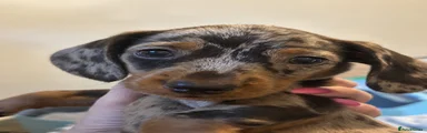 Miniature Dachshund 1