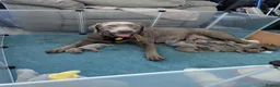 Labrador Retriever dogs for sale: Silver Labrador  - Advert 31