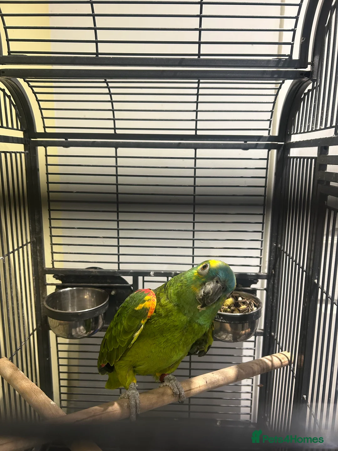 Parrots birds for sale: Amazon parrot  - Advert 2