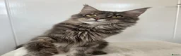 Maine Coon cats for sale: Ex queen female girl XXL Russian lines Maine Coon in Poole - Advert 2