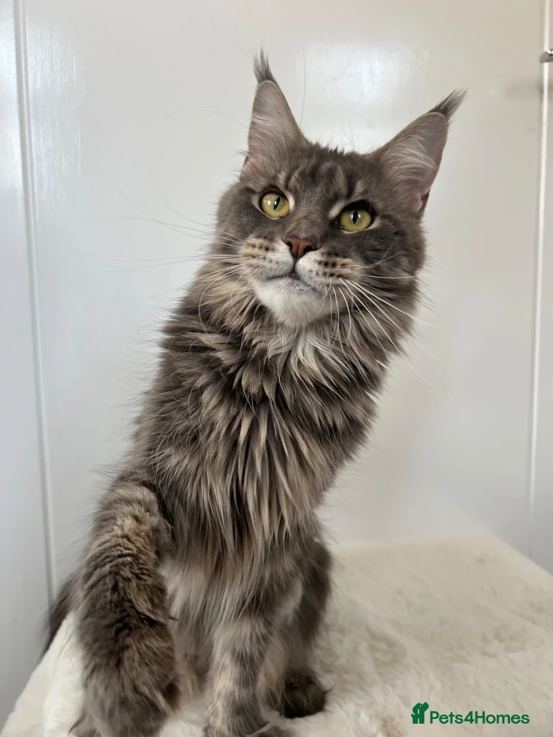 Maine Coon cats for sale: Ex queen female girl XXL Russian lines Maine Coon in Poole - Advert 2