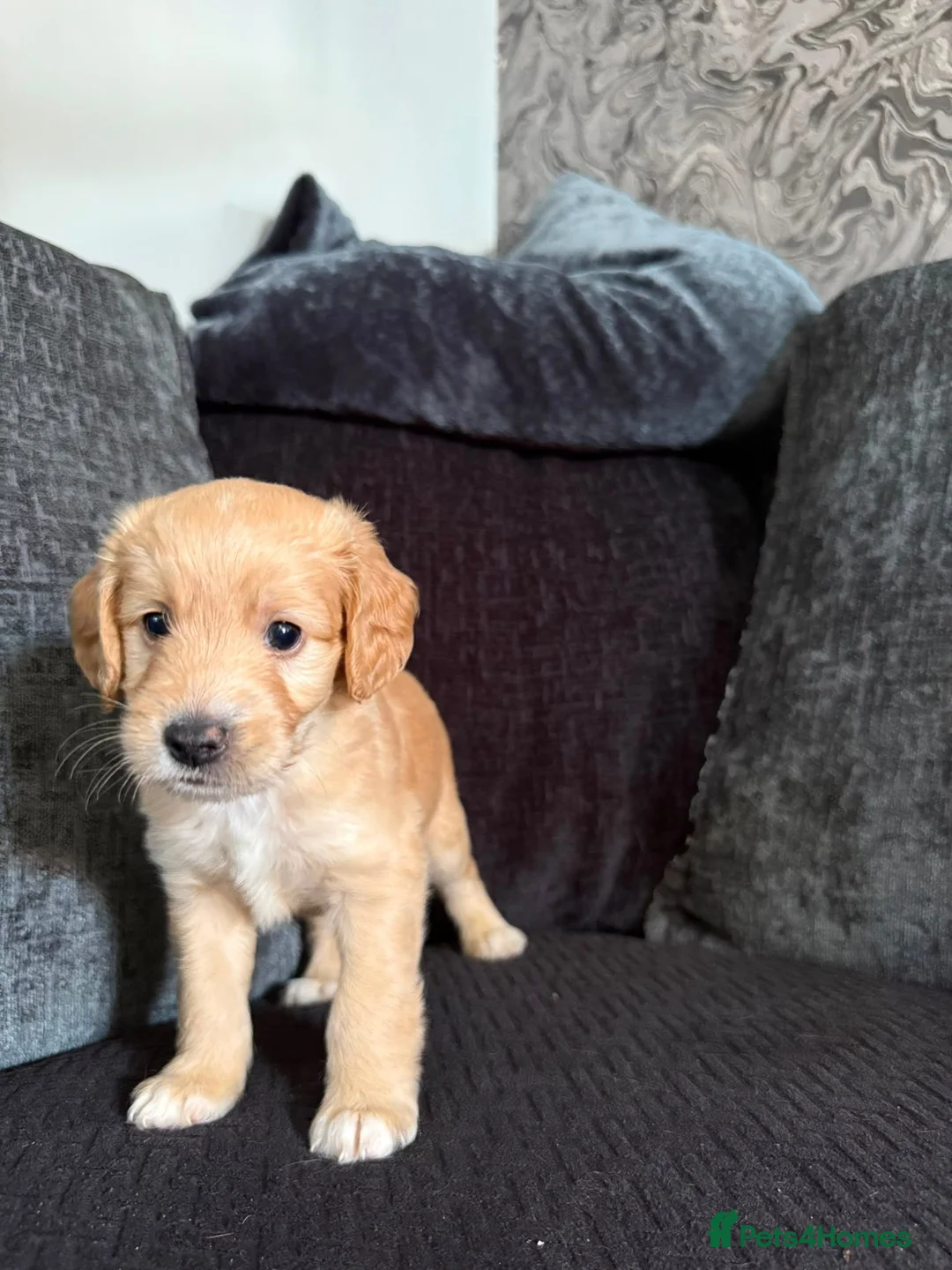 Cockapoo dogs for sale: Gorgeous Cockapoo Puppies - Ready from 11th August - Advert 5