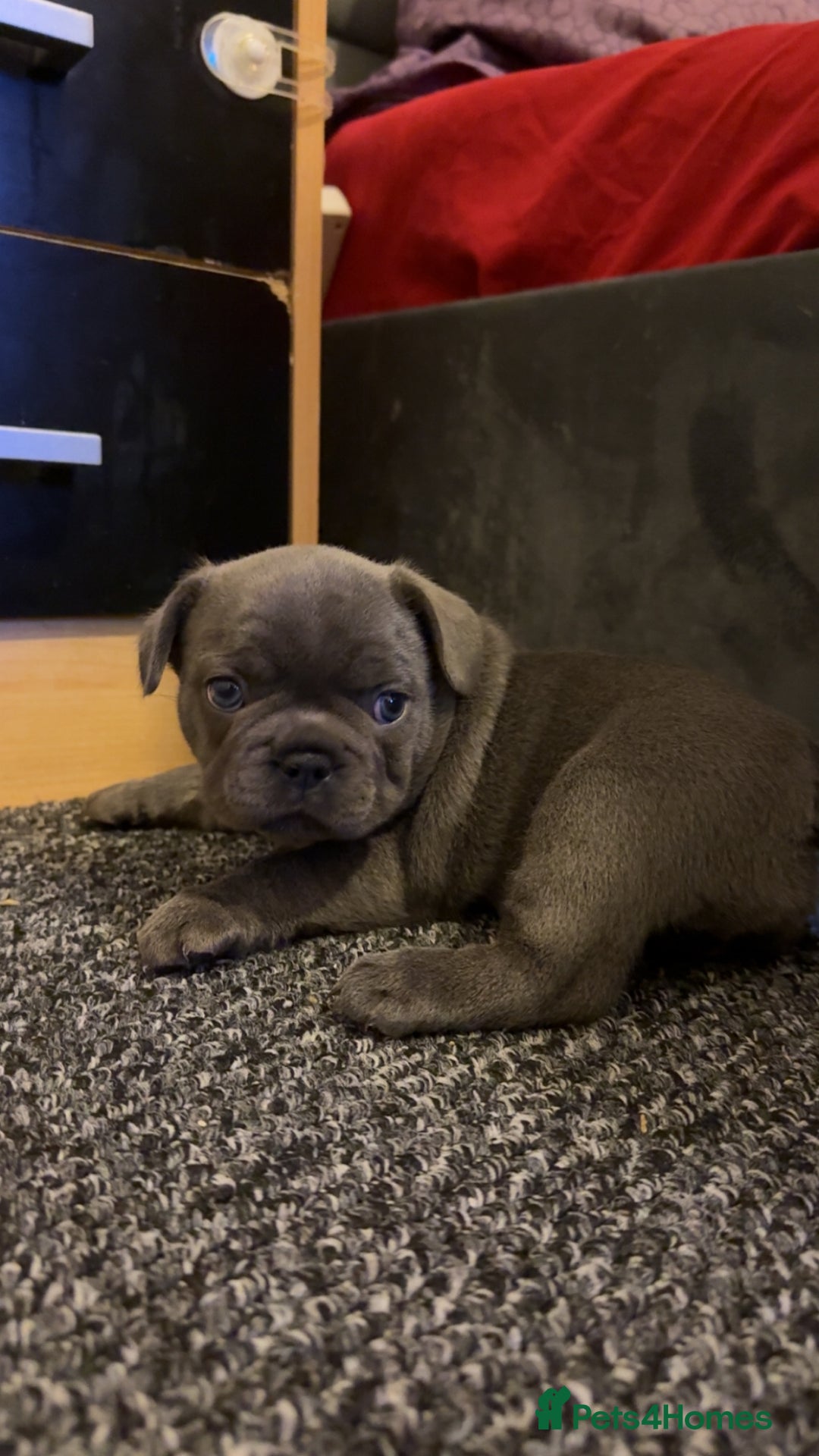 French Bulldog dogs for sale: Beautiful French Bulldog Puppies  - Image 12