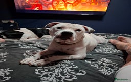 Staffordshire Bull Terrier dogs for sale: Male pup 4 sale  - Image 7