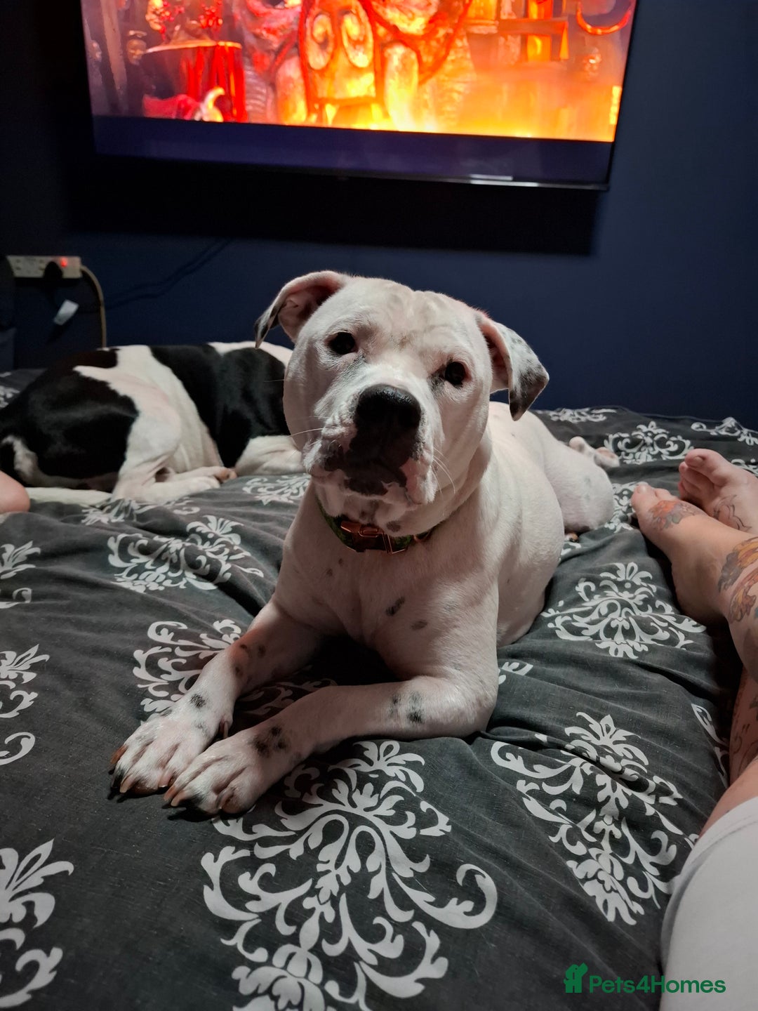 Staffordshire Bull Terrier dogs for sale: Male pup 4 sale  - Image 7