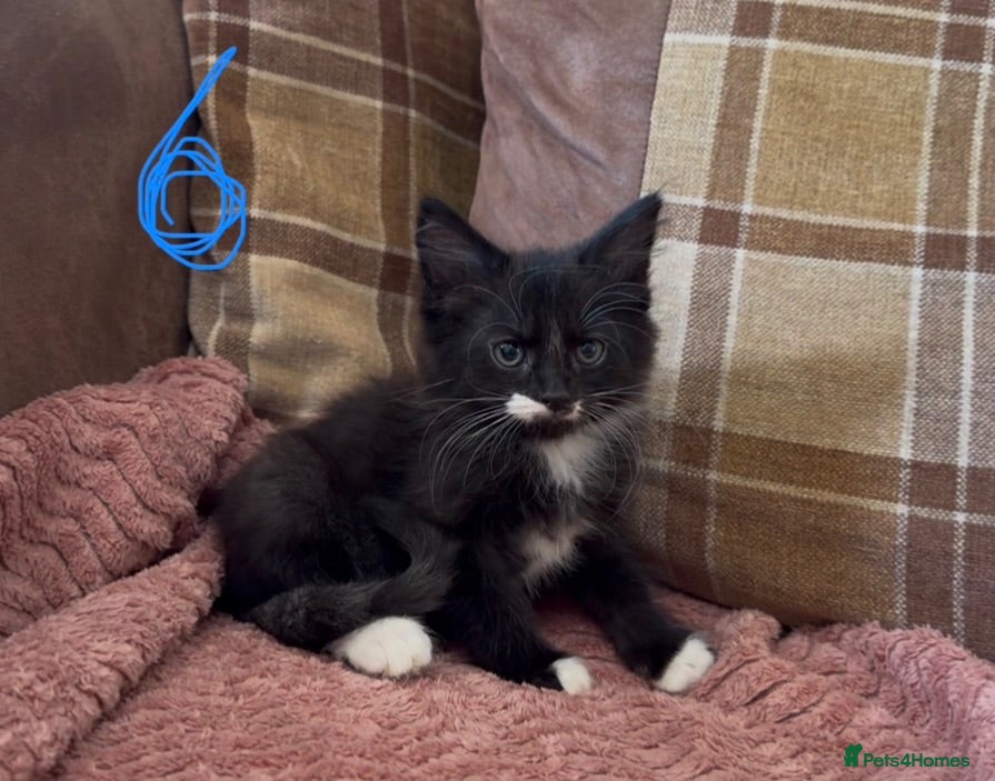 Mixed Breed cats 4 beautiful kittens remaining  - Advert 11