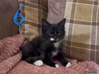 Mixed Breed cats 2 beautiful kittens remaining - Advert 9