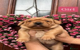 Labrador Retriever dogs for sale: Fox Red KC Reg Labrador Puppies Ready 11/10/25 - Image 3