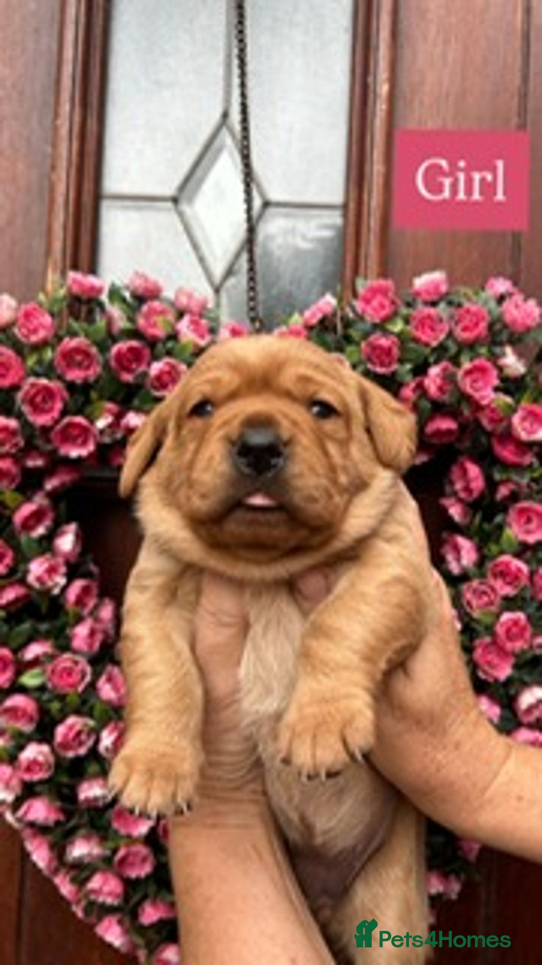 Labrador Retriever dogs for sale: Fox Red KC Reg Labrador Puppies Ready 11/10/25 - Image 3