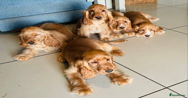 Cocker Spaniel dogs - Advert 16