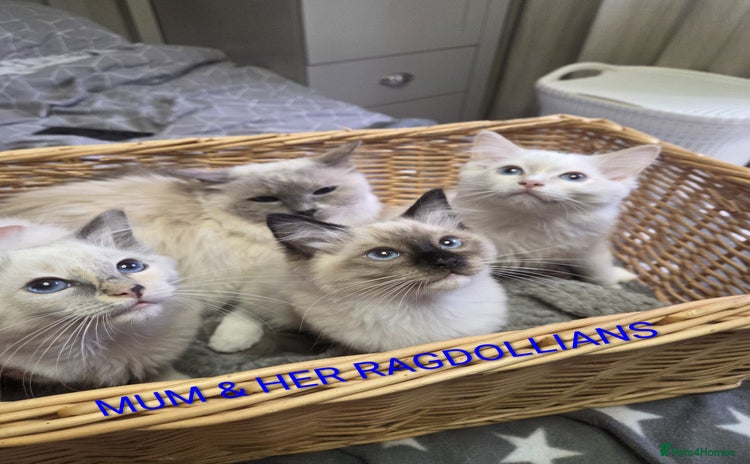 Ragdoll cats - Advert 3