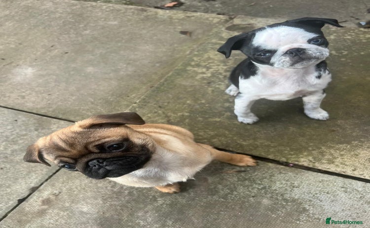 Pug dogs - Advert 5
