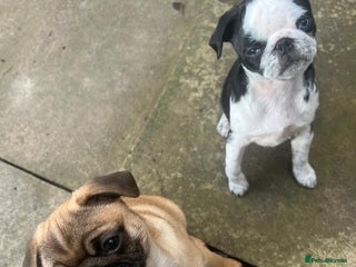 Pug dogs - Advert 19