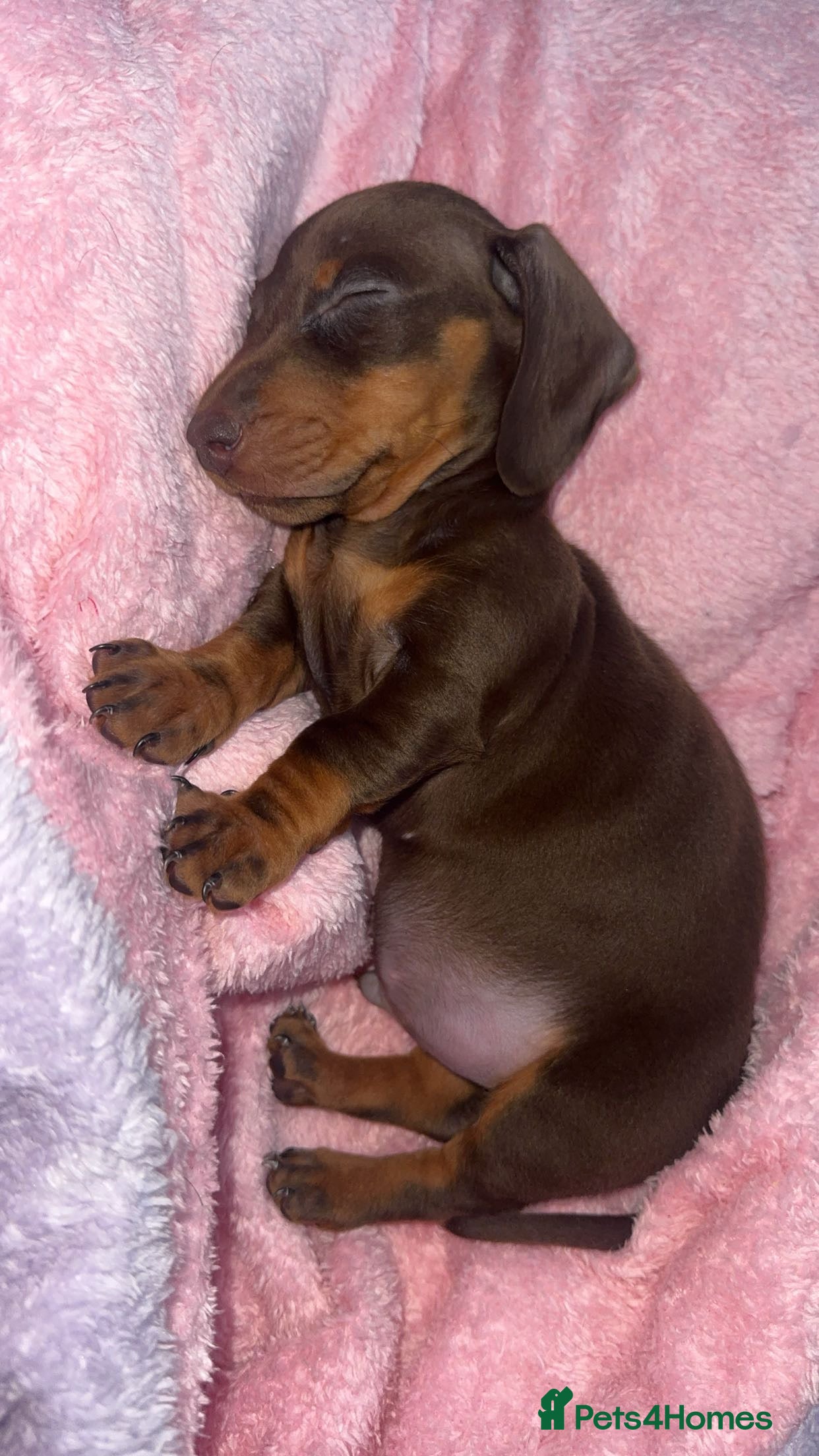 Dachshund dogs Tan boy  - Advert 12